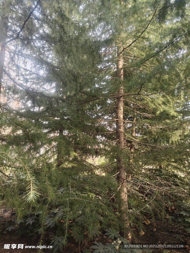 茂密森林中的高大树木