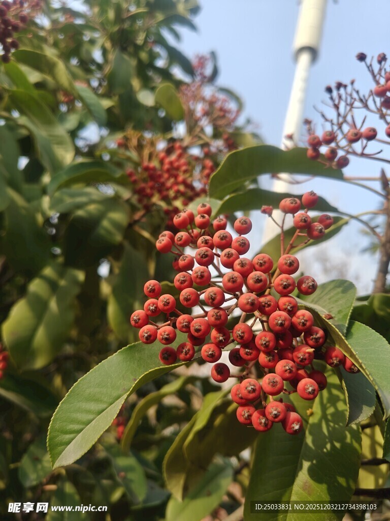 枝头红果 尽显自然生机