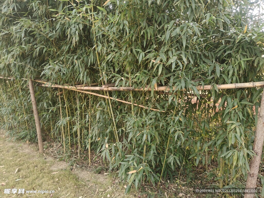 竹制围栏旁的葱郁绿植