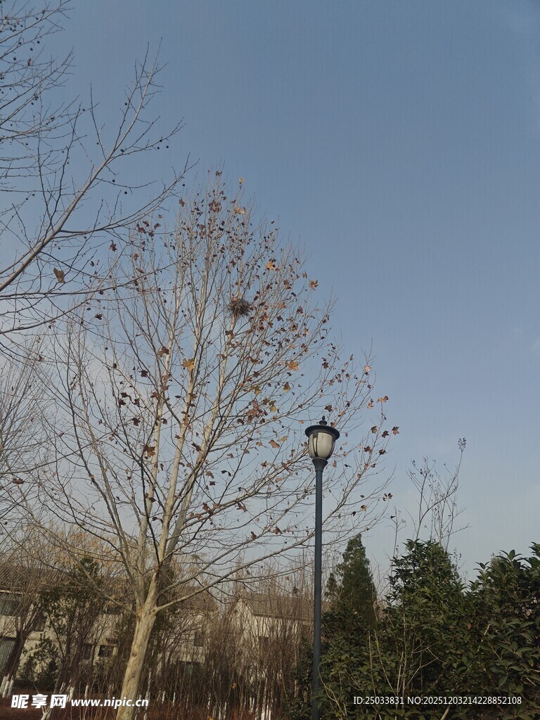 冬日枯树旁的路灯景象