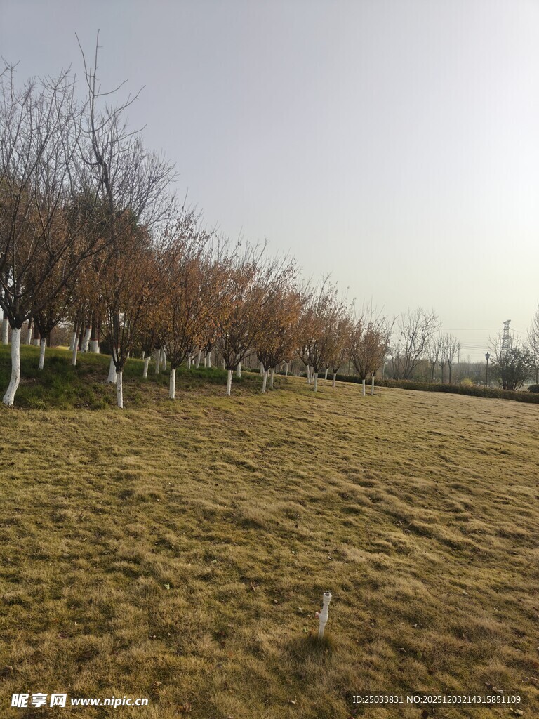 秋日草地旁的树木景观