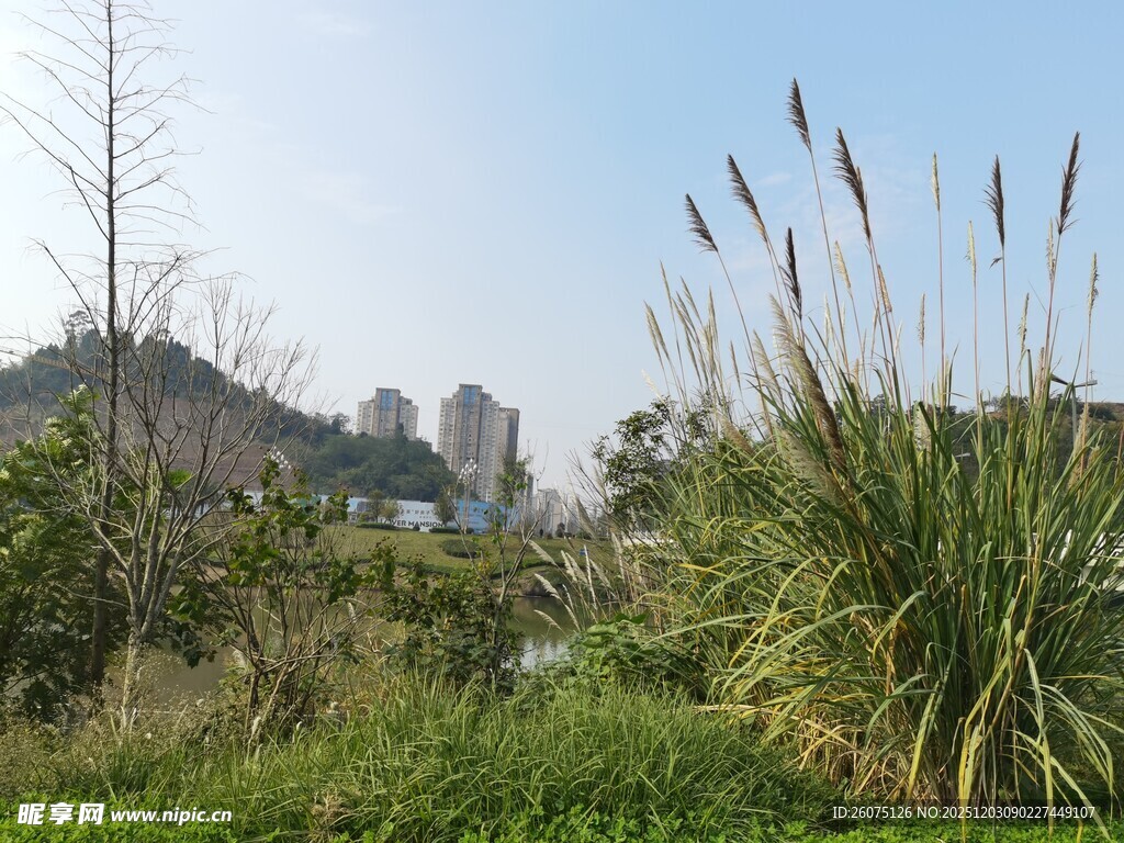 城市边的绿植景观