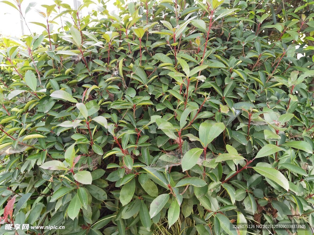 绿叶繁茂的灌木丛