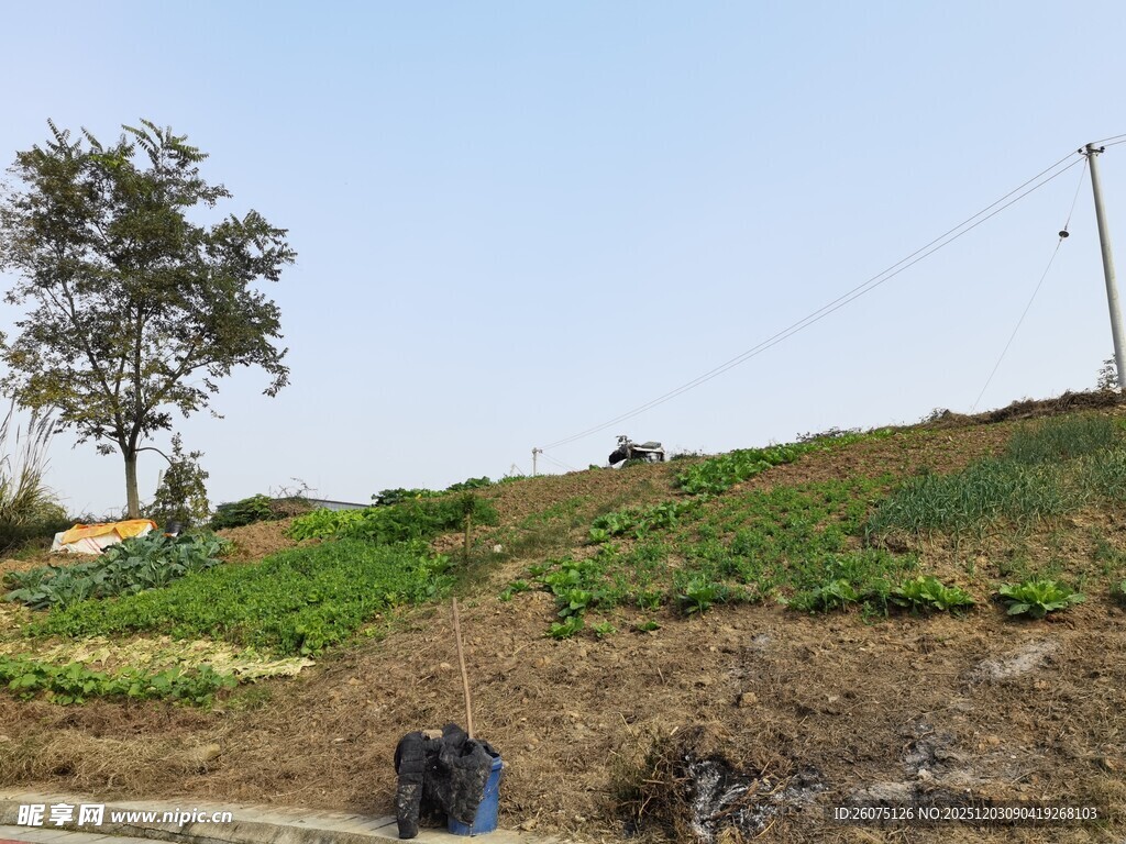 乡村田园菜地劳作景象