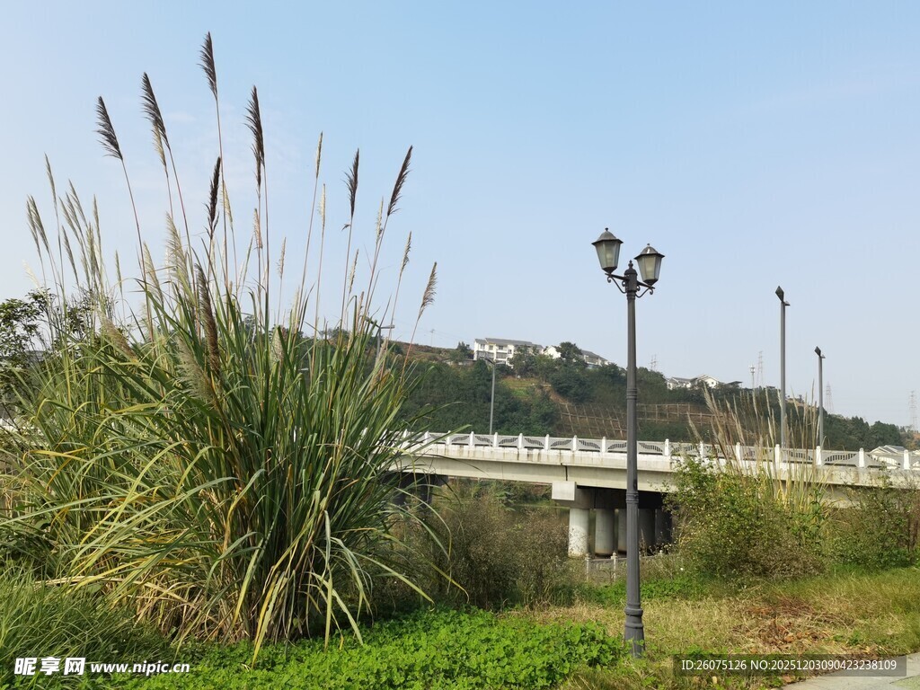 河畔风景芦苇与桥的景致