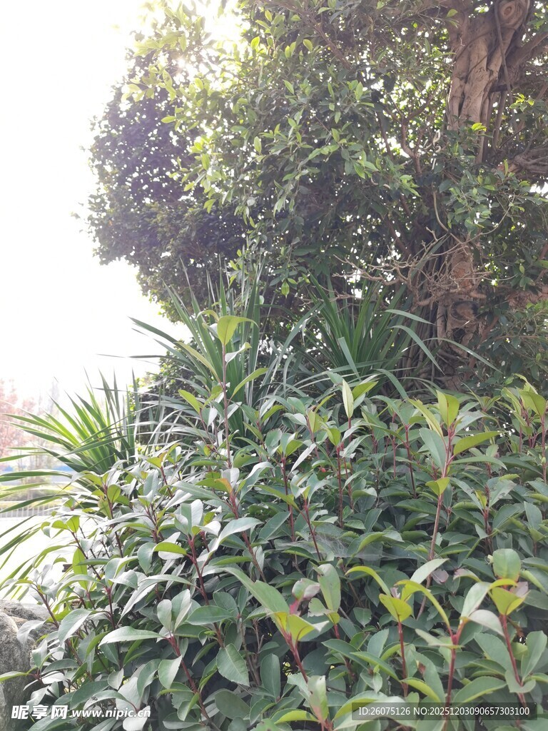 繁茂绿植景观