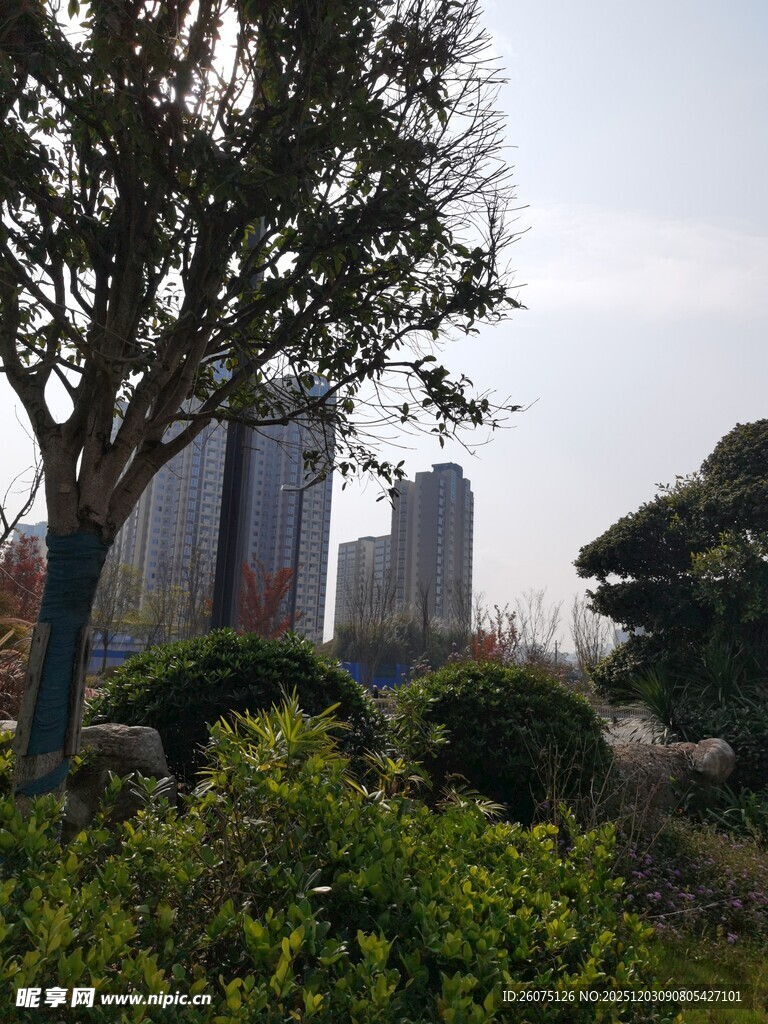 城市园林景观中的绿植与建筑