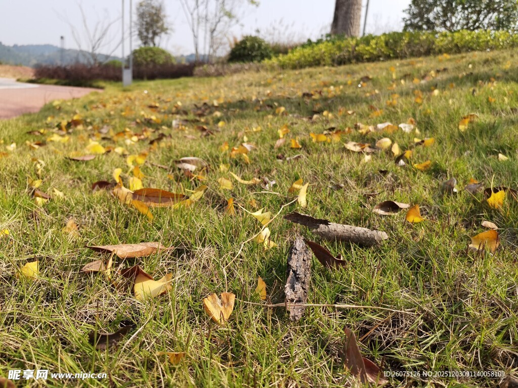 秋日草地落叶景象