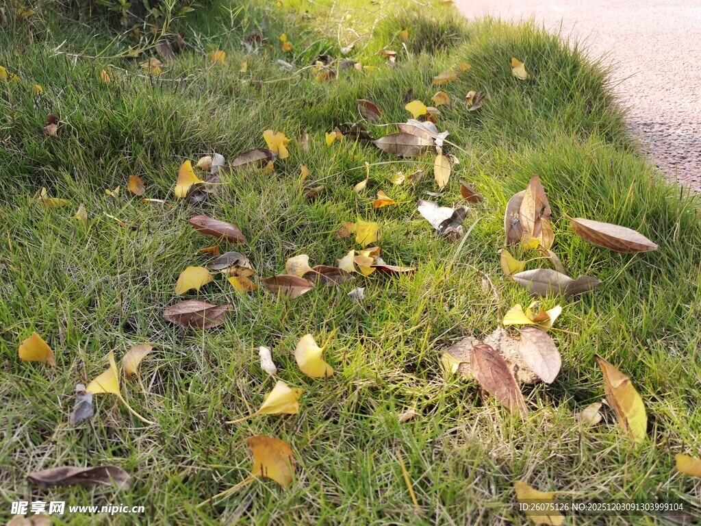 草地上散落的斑斓秋叶