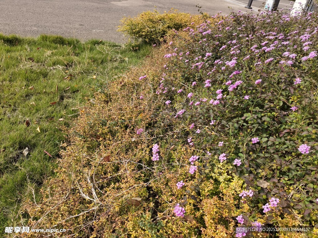 路边多彩花草景致