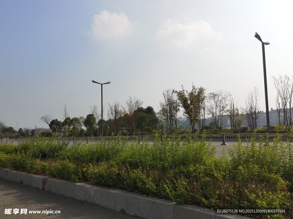 城市道路旁的绿植景观