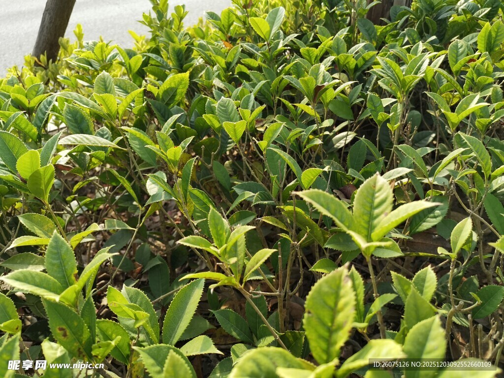 绿叶繁茂的灌木丛