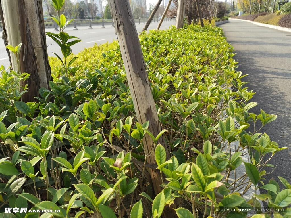 路边绿植景观
