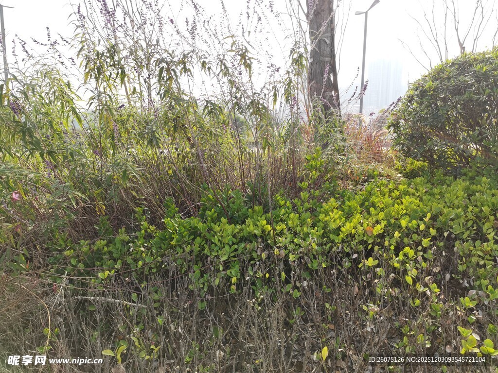 野外繁茂绿植景观