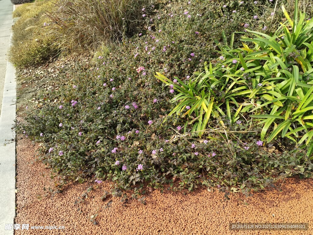 路边多彩植物景观