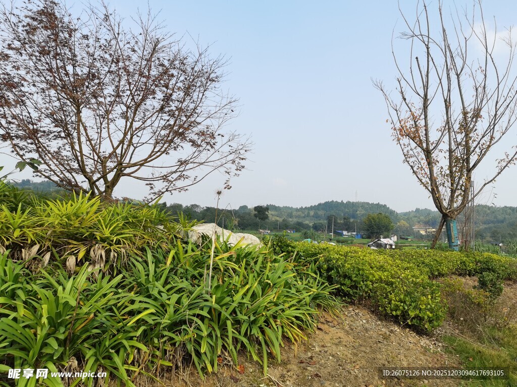 郊外绿意盎然的自然景致