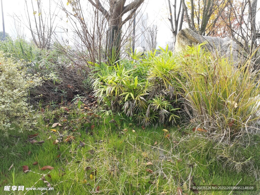 野外繁茂绿植景观