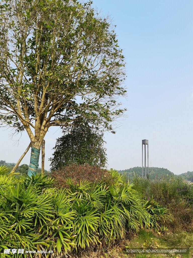 田野中的绿树与茂盛植被
