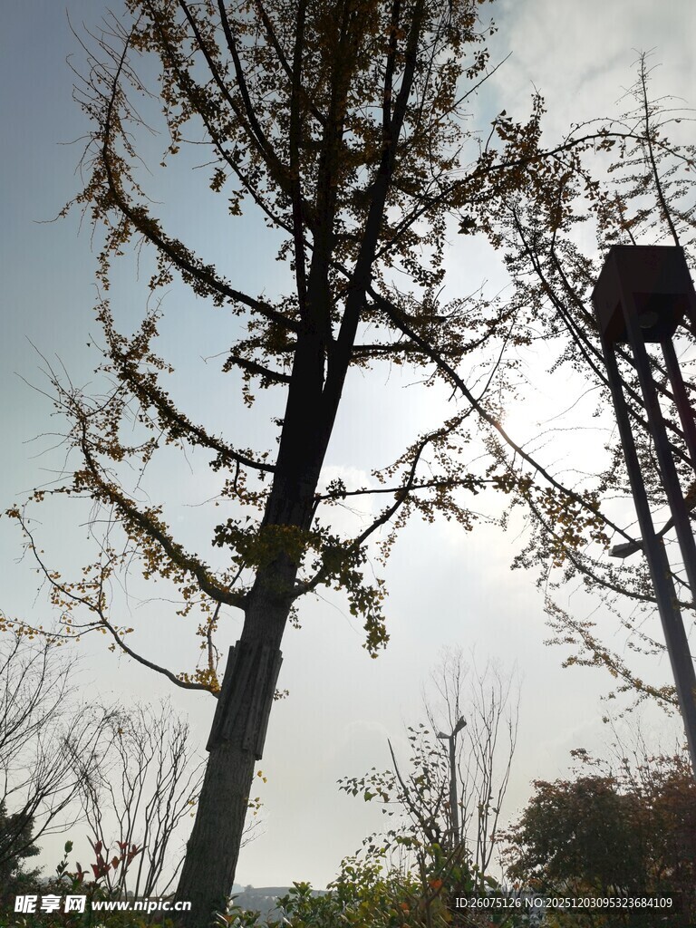 冬日枯树旁的水塔景观