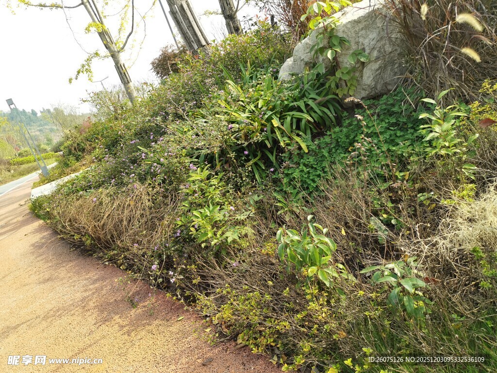 路边绿植与岩石景观