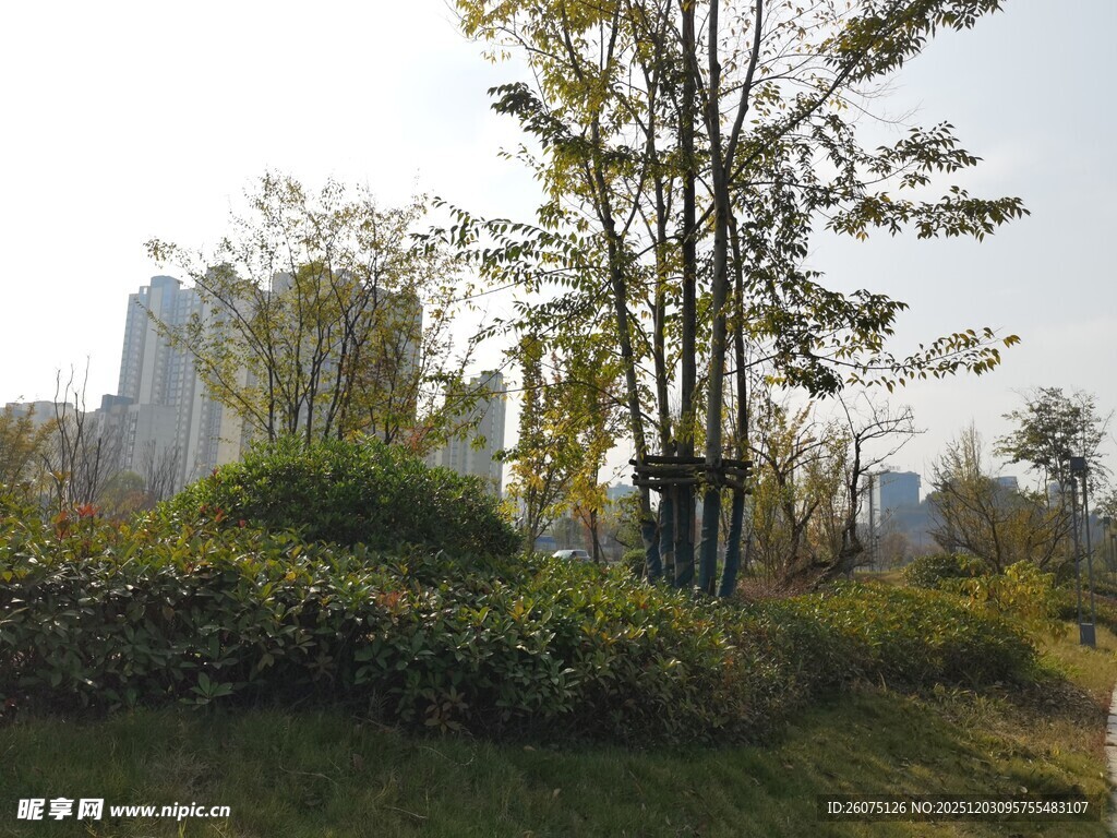 城市中的绿植景观
