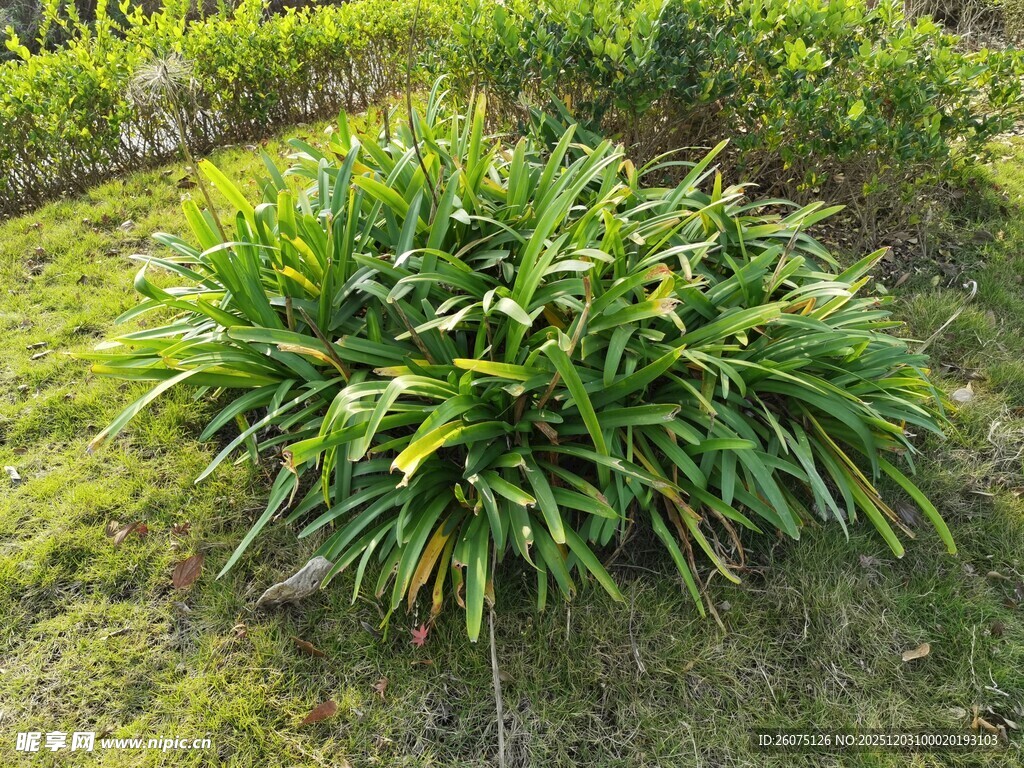 翠绿繁茂的绿植景观
