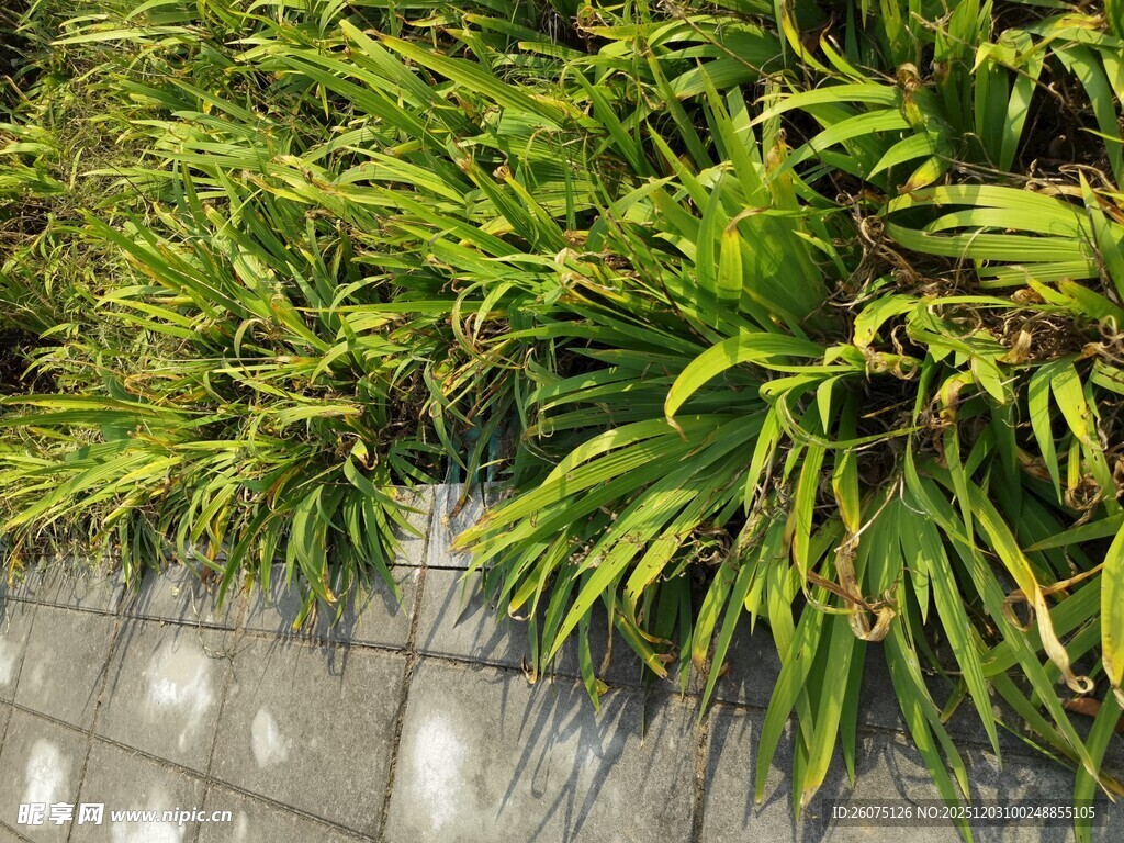 翠绿草丛生机盎然