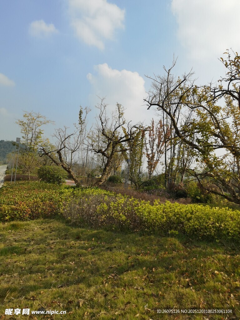 野外枯树与草地风景