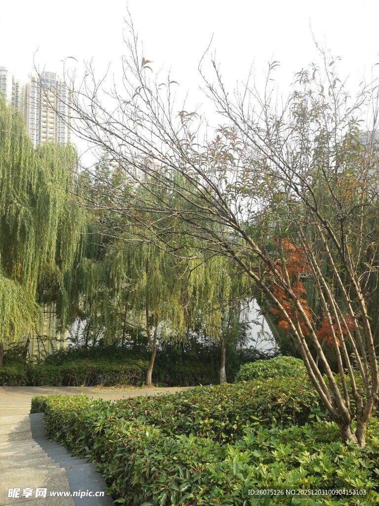 园林小径旁的绿植与树木