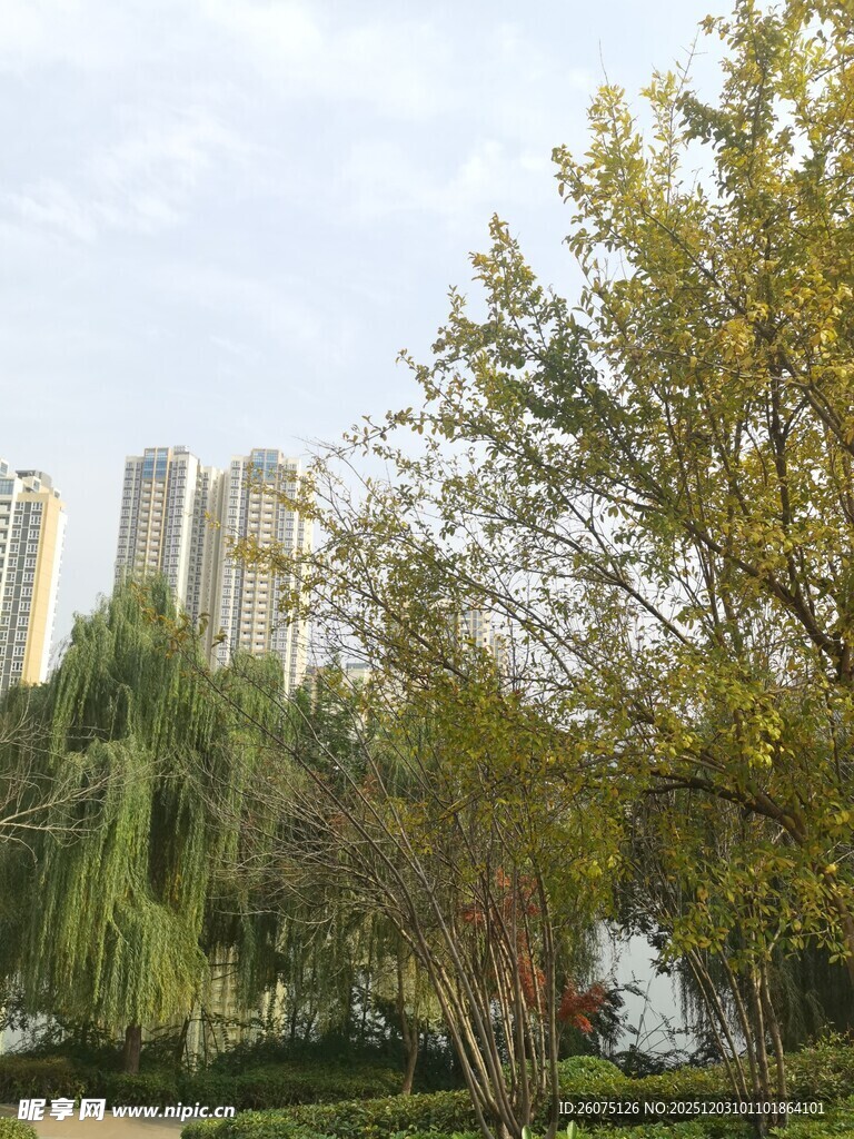 城市公园绿树与高楼景观