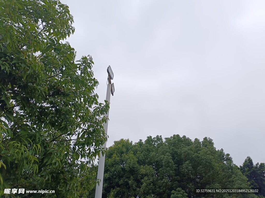 树林中的高耸白色杆状物