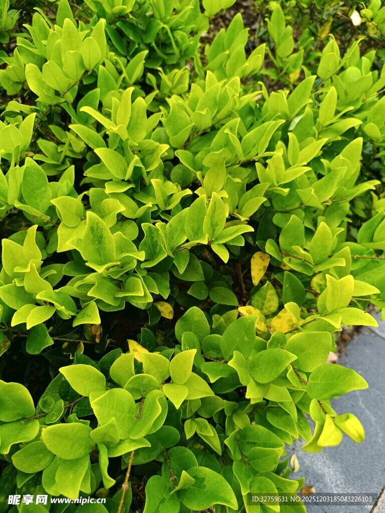 翠绿繁茂的绿植景观