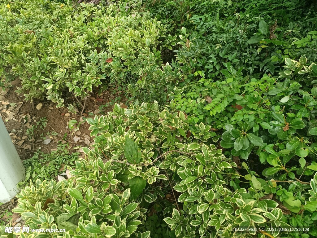 绿意盎然的茂密灌木丛