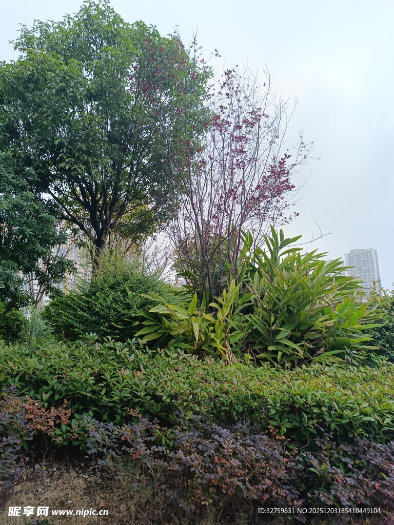 城市中的繁茂绿植景观