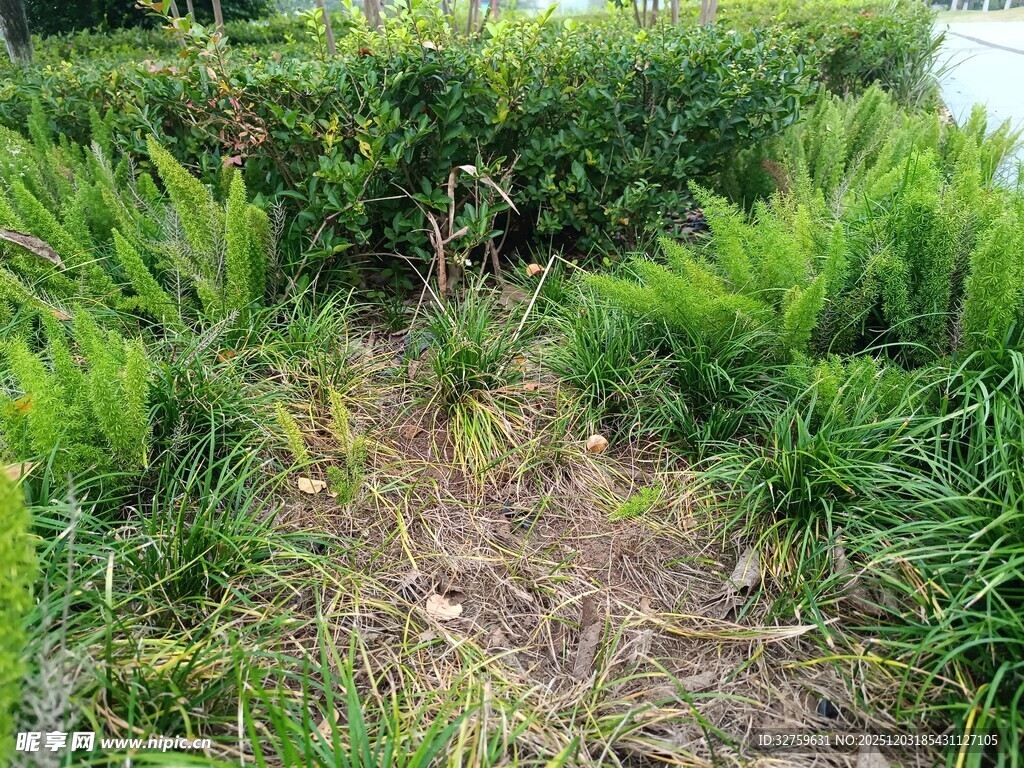 绿意盎然的草地景观