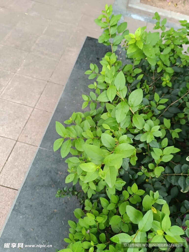 路边绿植景观