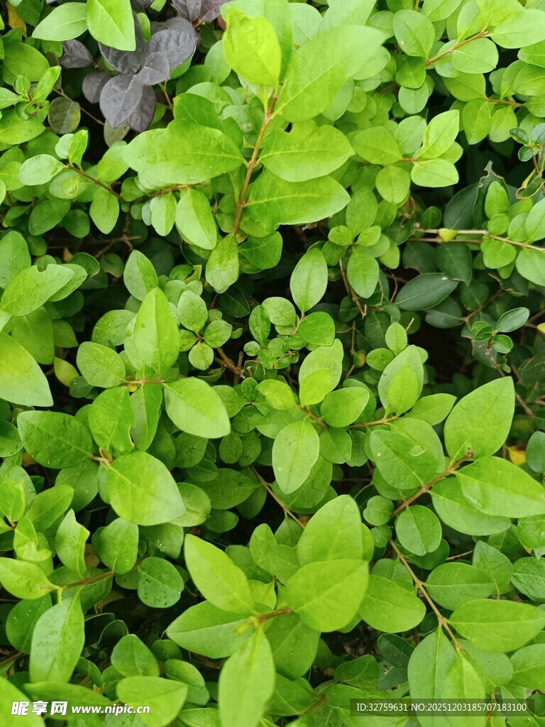 翠绿繁茂的清新植物