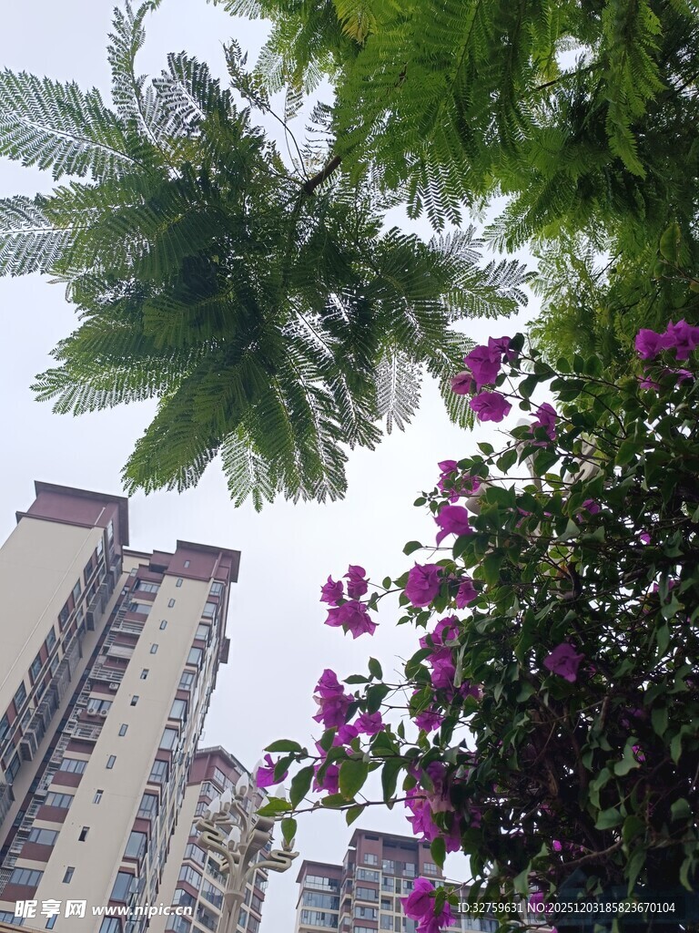 城市中繁花绿树与高楼