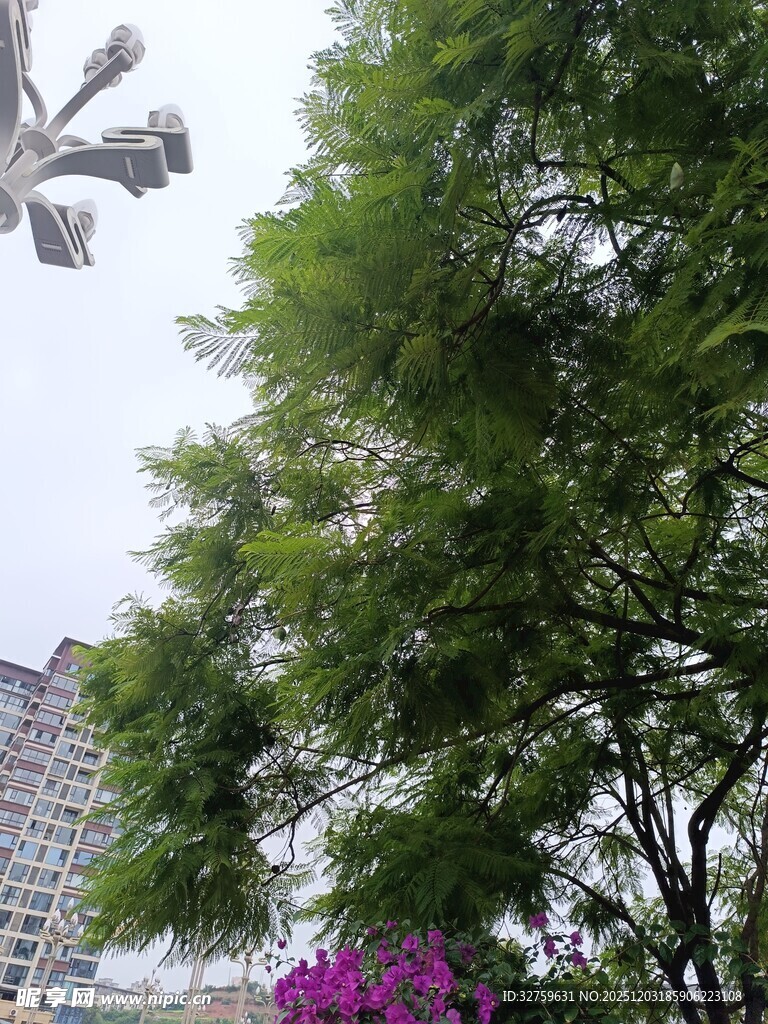 绿树繁花旁的城市景象