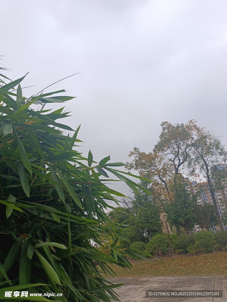 雨中葱郁绿植与远处树木