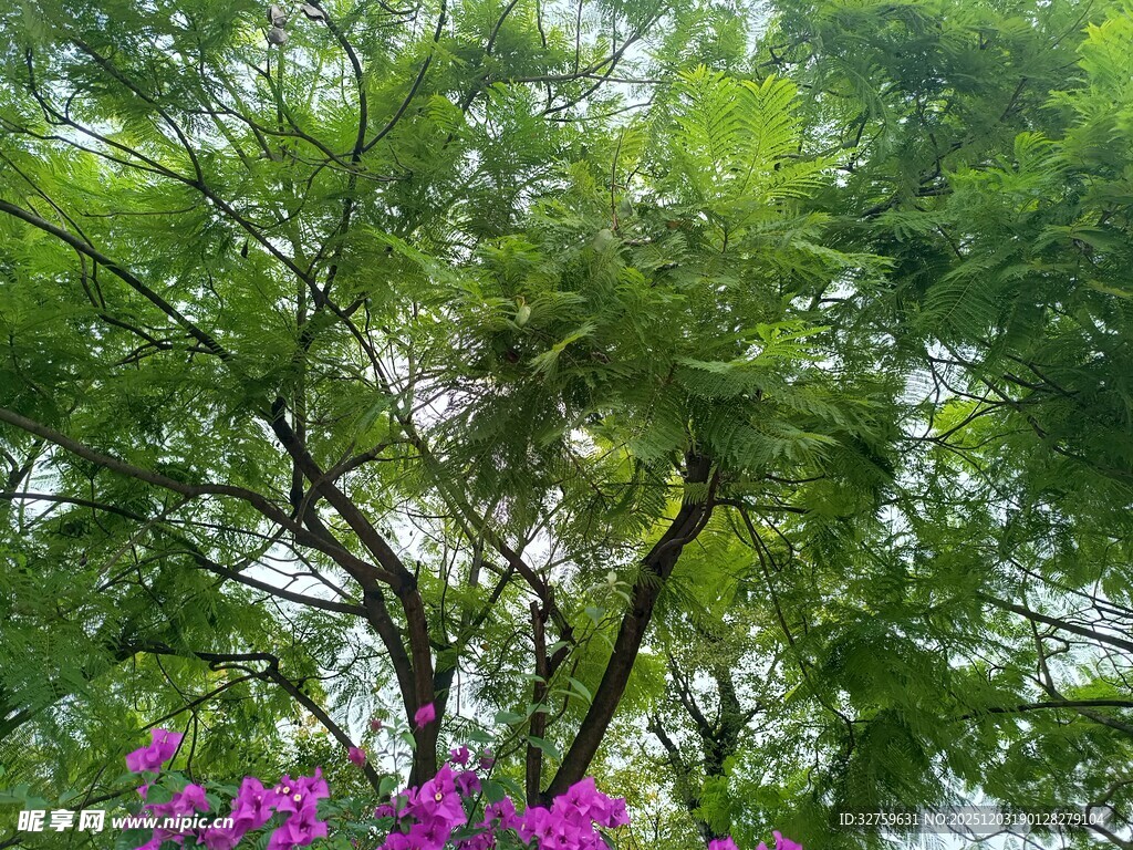 绿树繁花间的自然景致