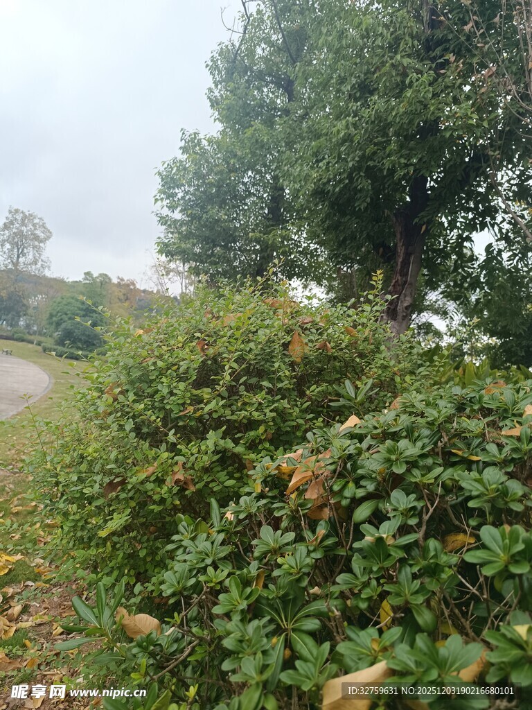 乡村路边繁茂绿植景观