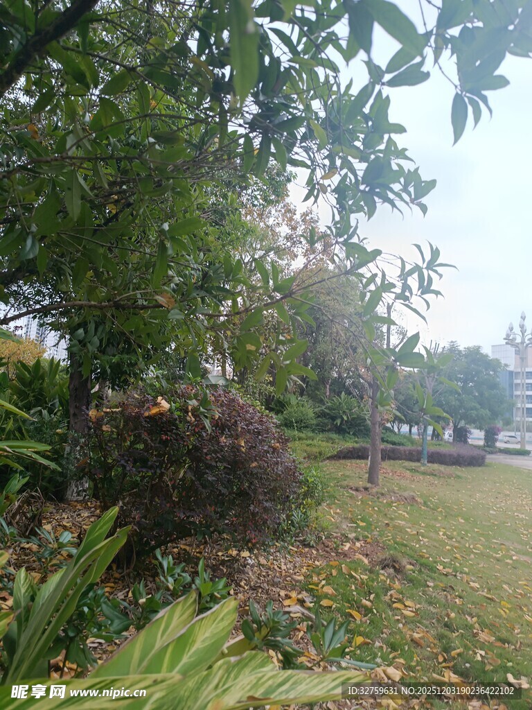 户外绿意盎然的自然景致