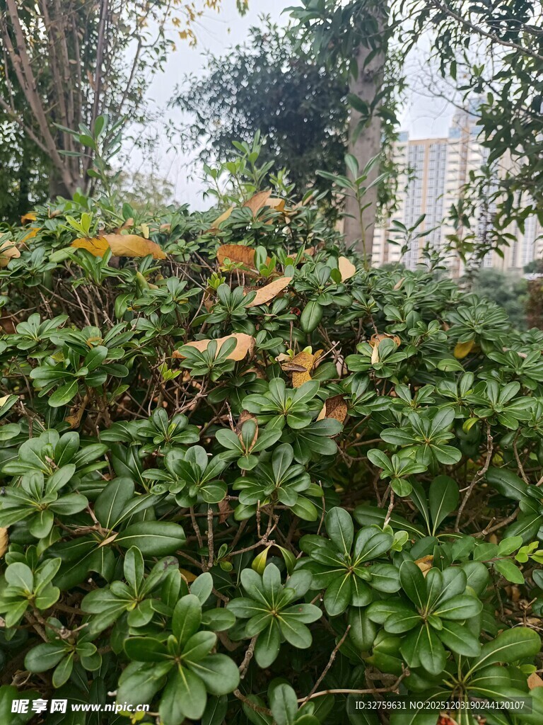 绿叶丛中绽放的橙色花朵