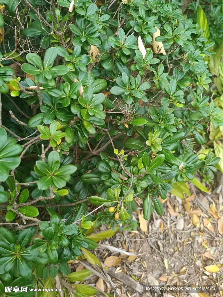 绿叶繁茂的植物景观