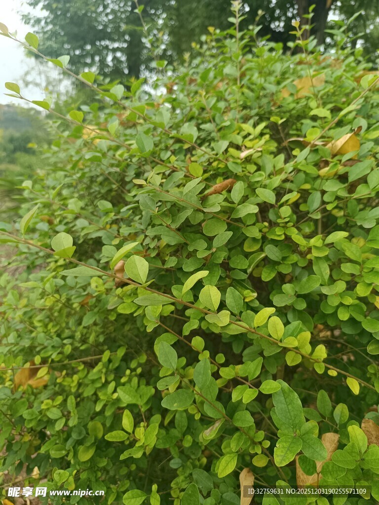 绿叶繁茂的灌木丛