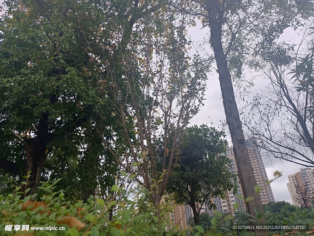 林间树木与朦胧景致