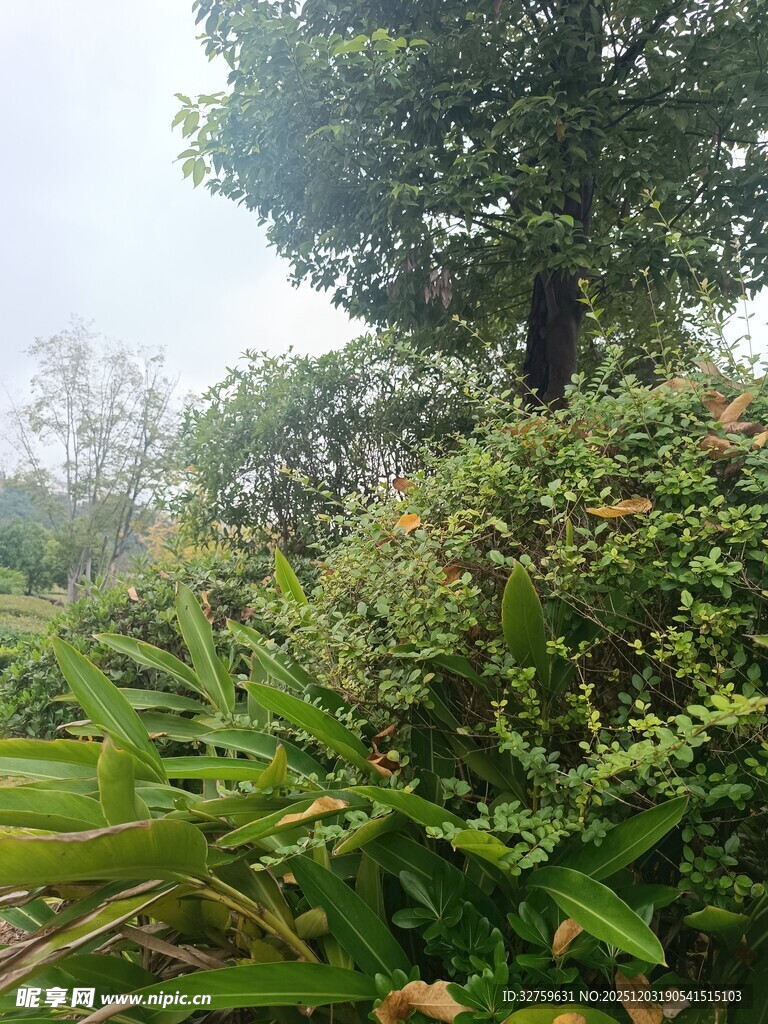 绿意盎然的自然植物景观