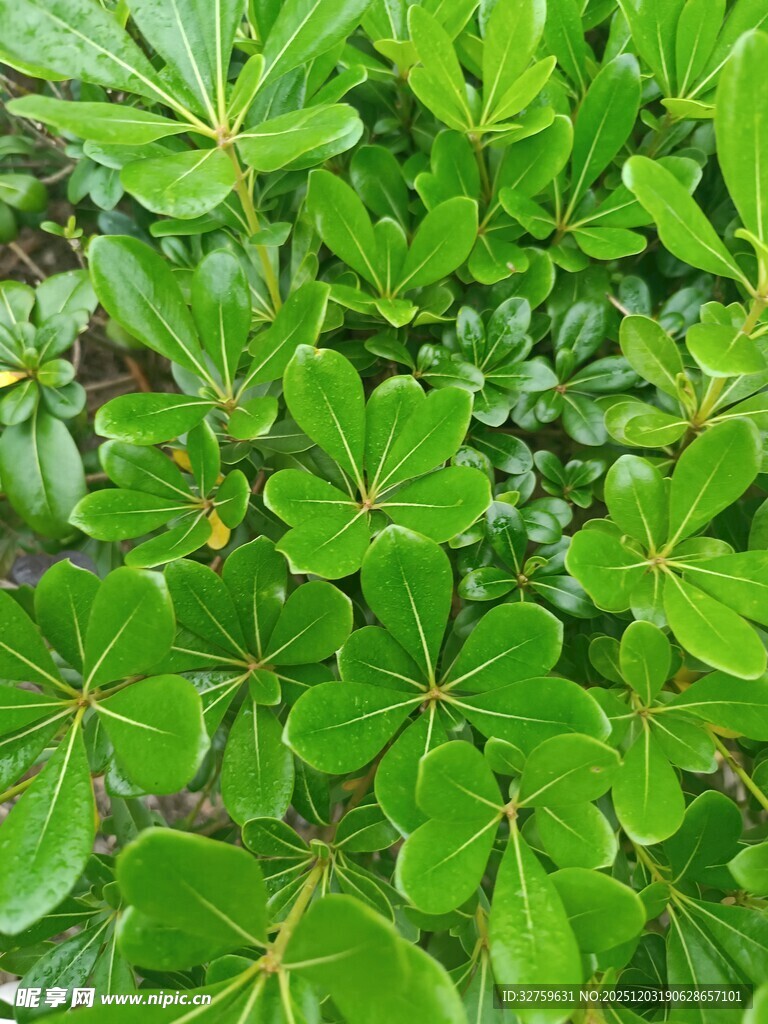 翠绿繁茂的叶片特写