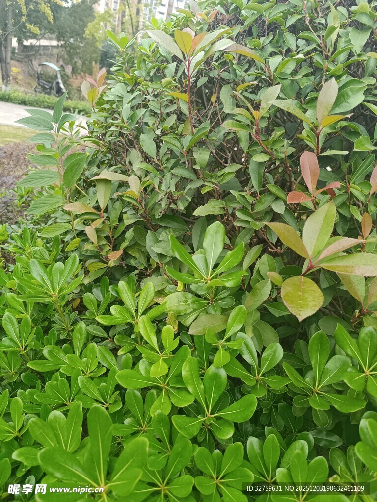 绿叶繁茂的多彩灌木丛